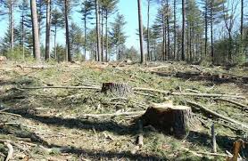 Skupština Srbije: kako gazdujemo šumama?