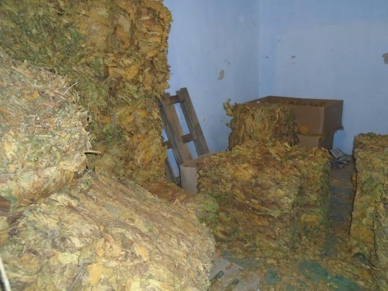 Inđija: zaplenjeno preko 6 tona sušenog duvana u listu