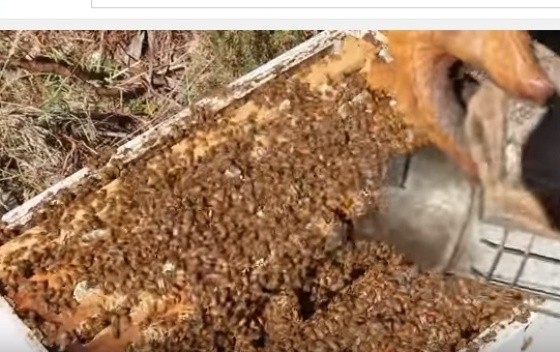 Francuska: pčele proizvode med od marihuane