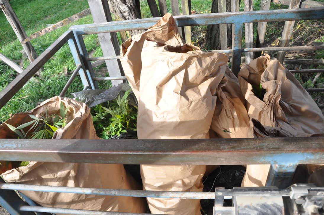 U ataru sela Čumić kod Kragujevca policija zaplenila 223 kilograma indijske konoplje