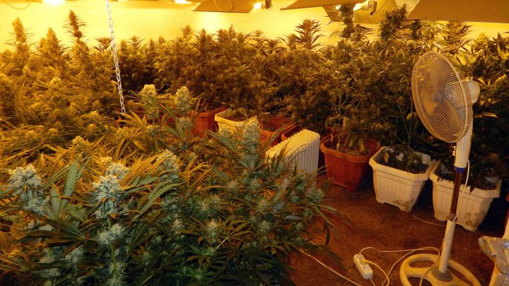 Jagodina: Otkrivena laboratoriju za uzgoj marihuane