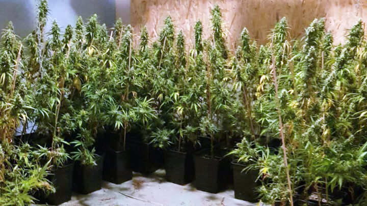 Пронађена илегална лабораторија за узгој марихуане у Новој Пазови