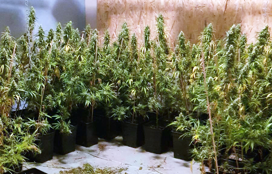 Пронађена илегална лабораторија за узгој марихуане у Новој Пазови