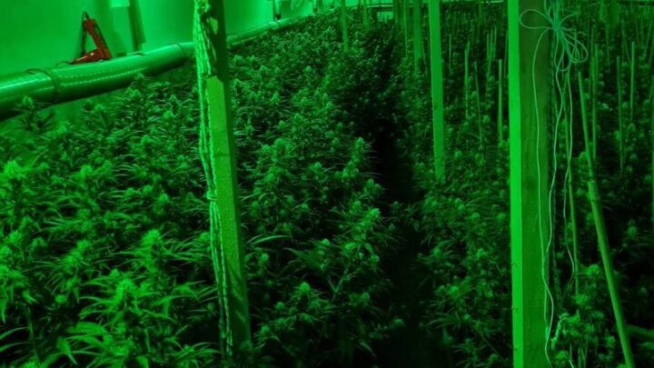 Otkrivena laboratorija za uzgoj marihuane kod Uba