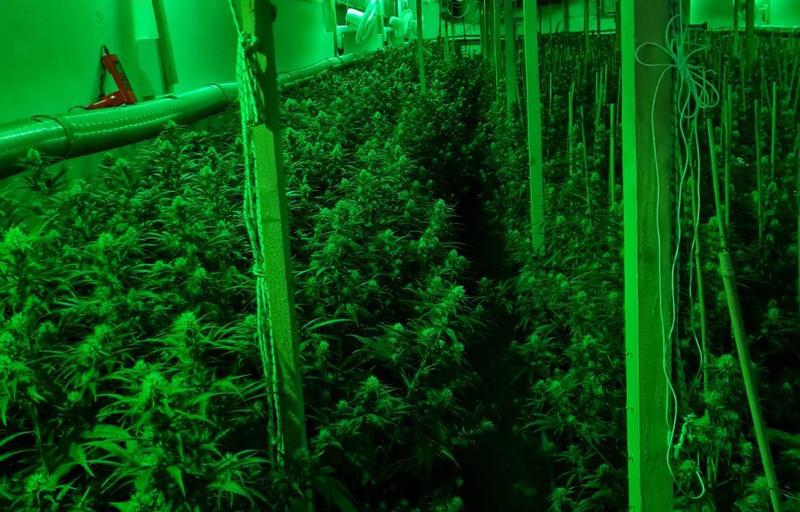 Otkrivena laboratorija za uzgoj marihuane kod Uba