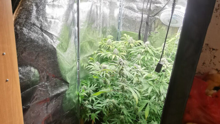Пронађена илегална лабораторија за узгој марихуане у Миријеву