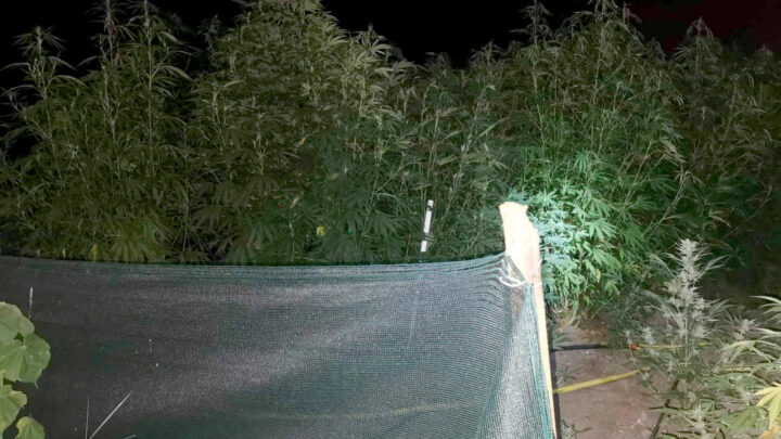 У Ковилову пронађен илегални засад марихуане