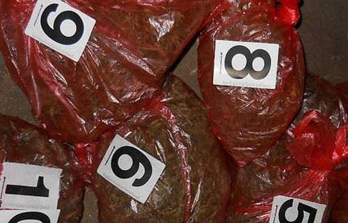 У Београду заплењено 10 килограма марихуане