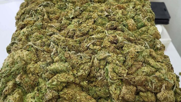 На Градини код турског држављанина пронађена велика количина марихуане