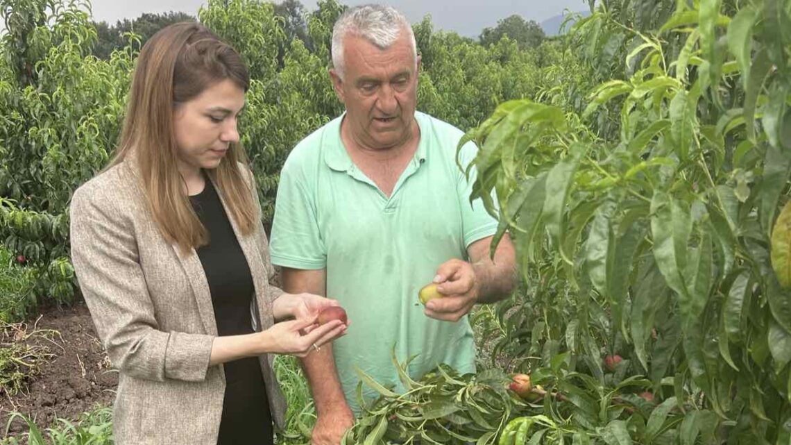 Утврђивање штете у пољопривредним газдинствима у Тополи након непогода Утврђивање штете у пољопривредним газдинствима у Тополи након непогода